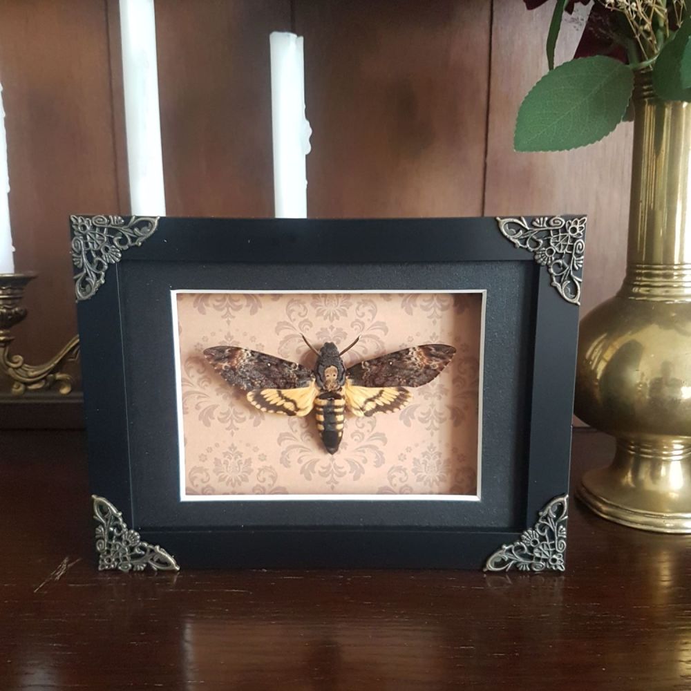 Acherontia Atropos - Deaths Head Hawk Moth