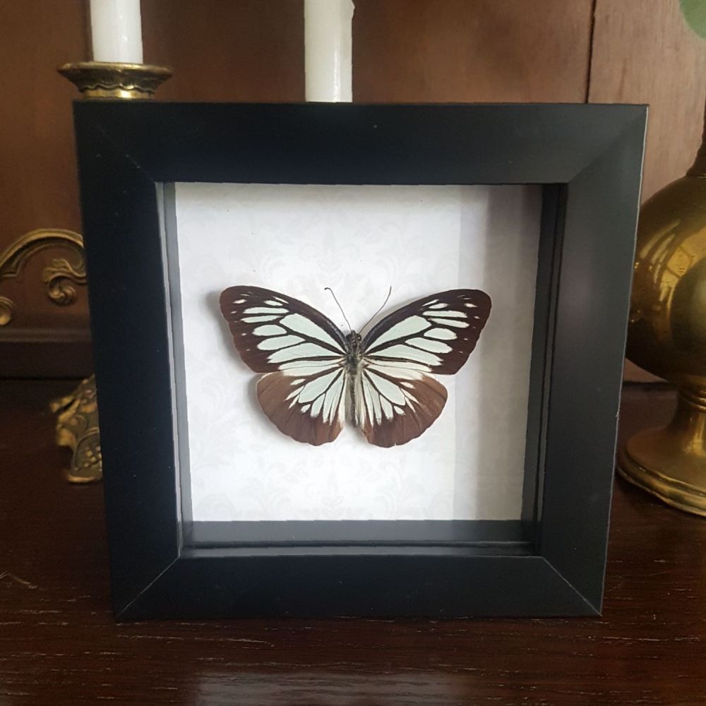 Pareronia Boebera - Pierine Butterfly