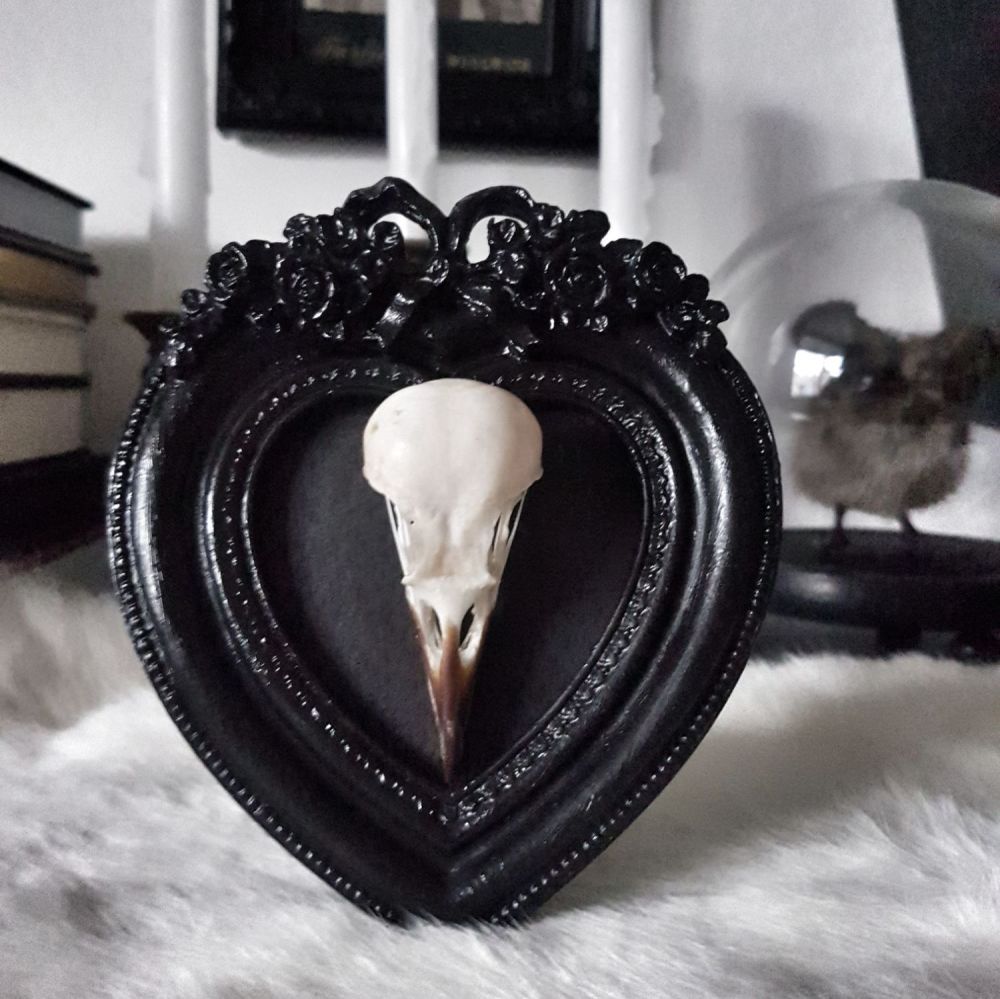 Jackdaw Skull In Gothic Style Frame
