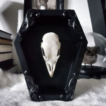 Turkey Skull Coffin Frame