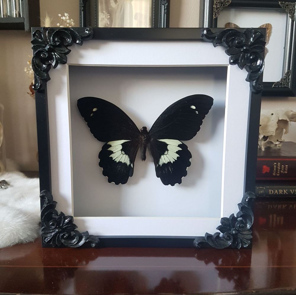 Papilio Gambrisius Colossus - XL Swallowtail Butterfly