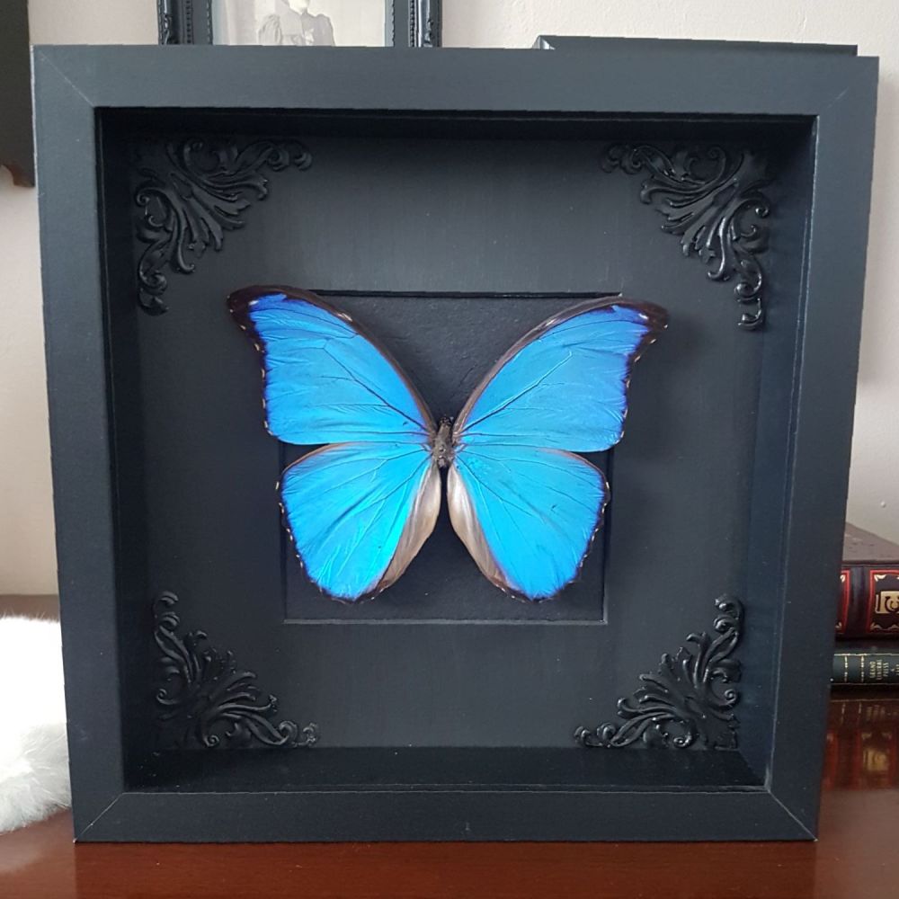 Morpho Menelaus - Blue Morpho Butterfly