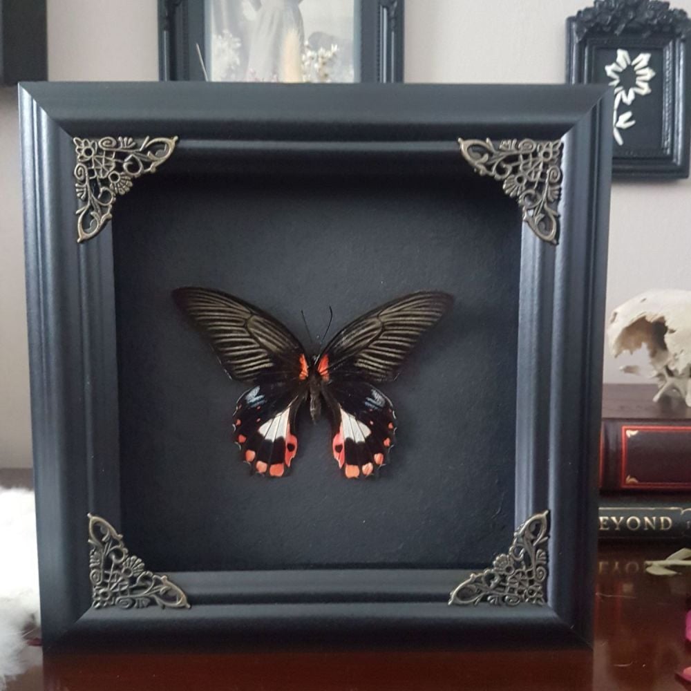 Papilio Rumanzovia - Scarlet Mormon Butterfly