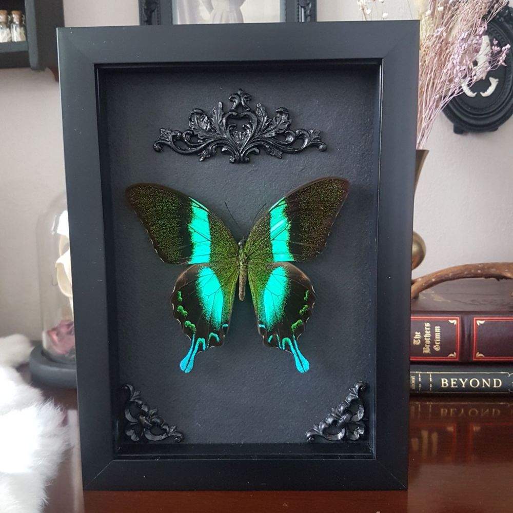 Papilio Blumei - Peacock Swallowtail Butterfly