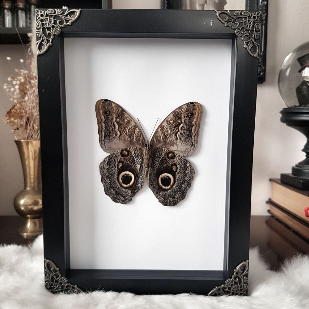 Caligo Telamonius Memnon - Giant Owl Butterfly
