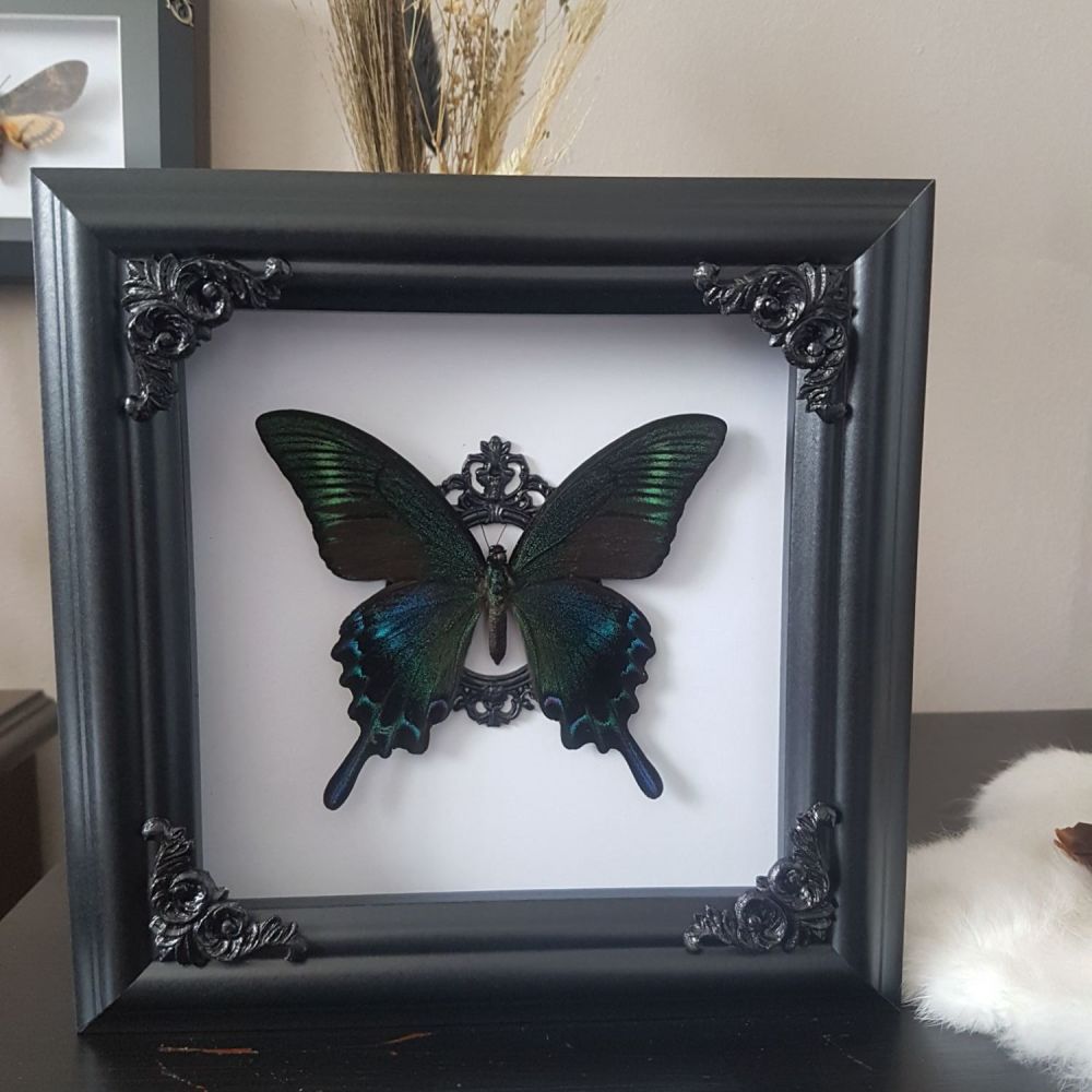 Papilio Maackii- Alpine Black Swallowtail Butterfly