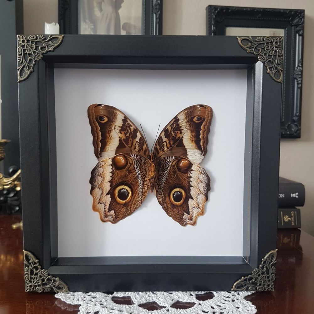 Caligo Atreus - Yellow Edged Giant Owl Butterfly