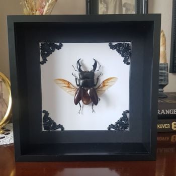 Dorcus Titanus Typhon - Giant Stag Beetle