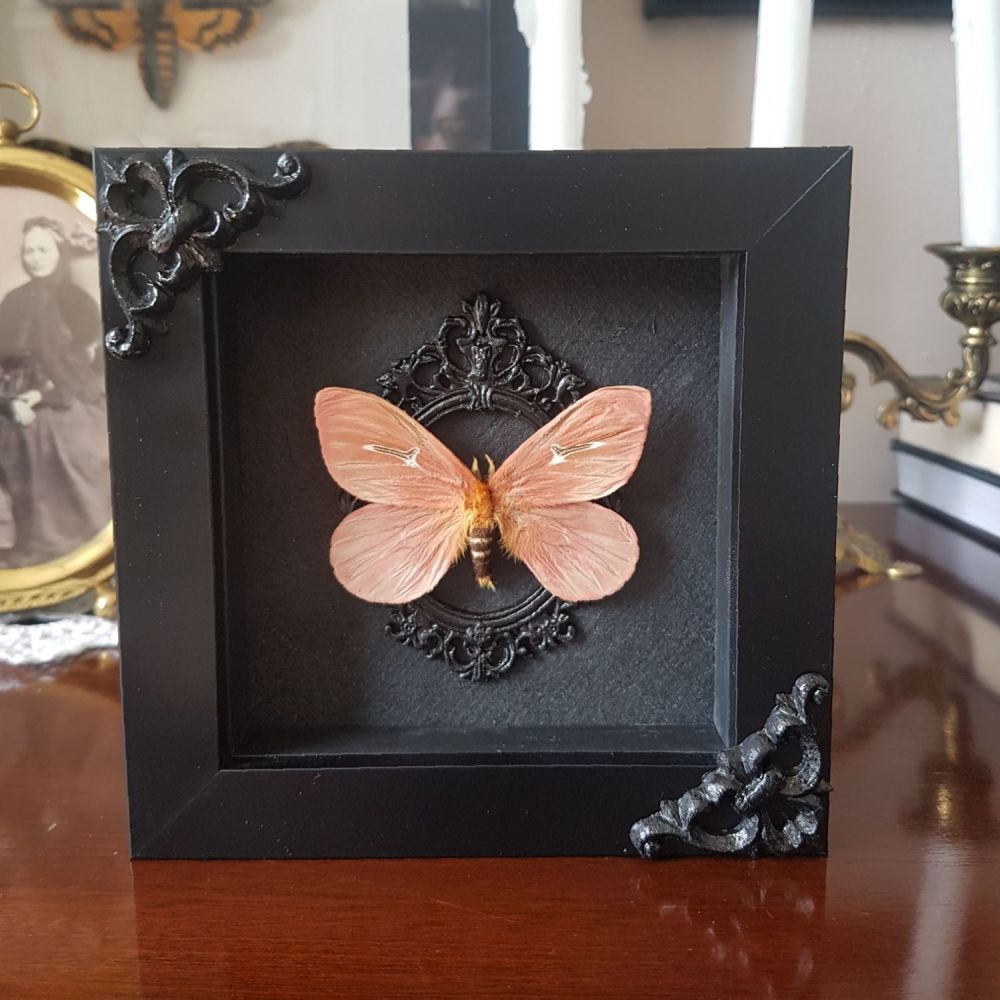 Cerodirphia Avenata - Mariposa Moth