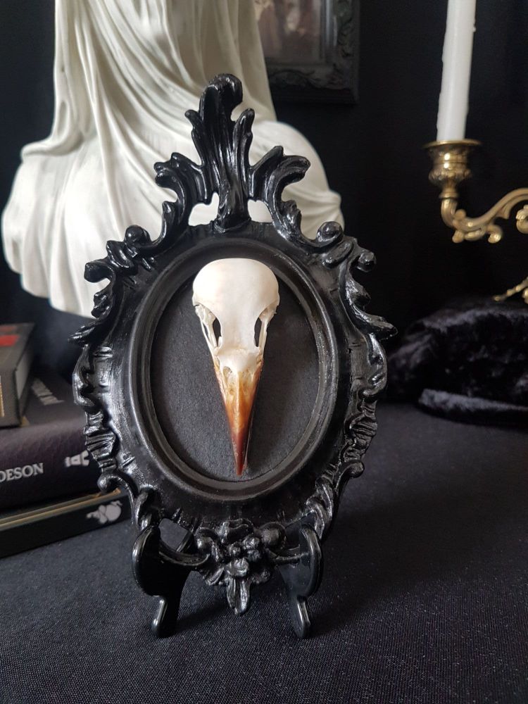 Magpie Skull In Ornate Gothic Style Frame