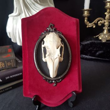 Rabbit Skull In Ornate Gothic Style Frame