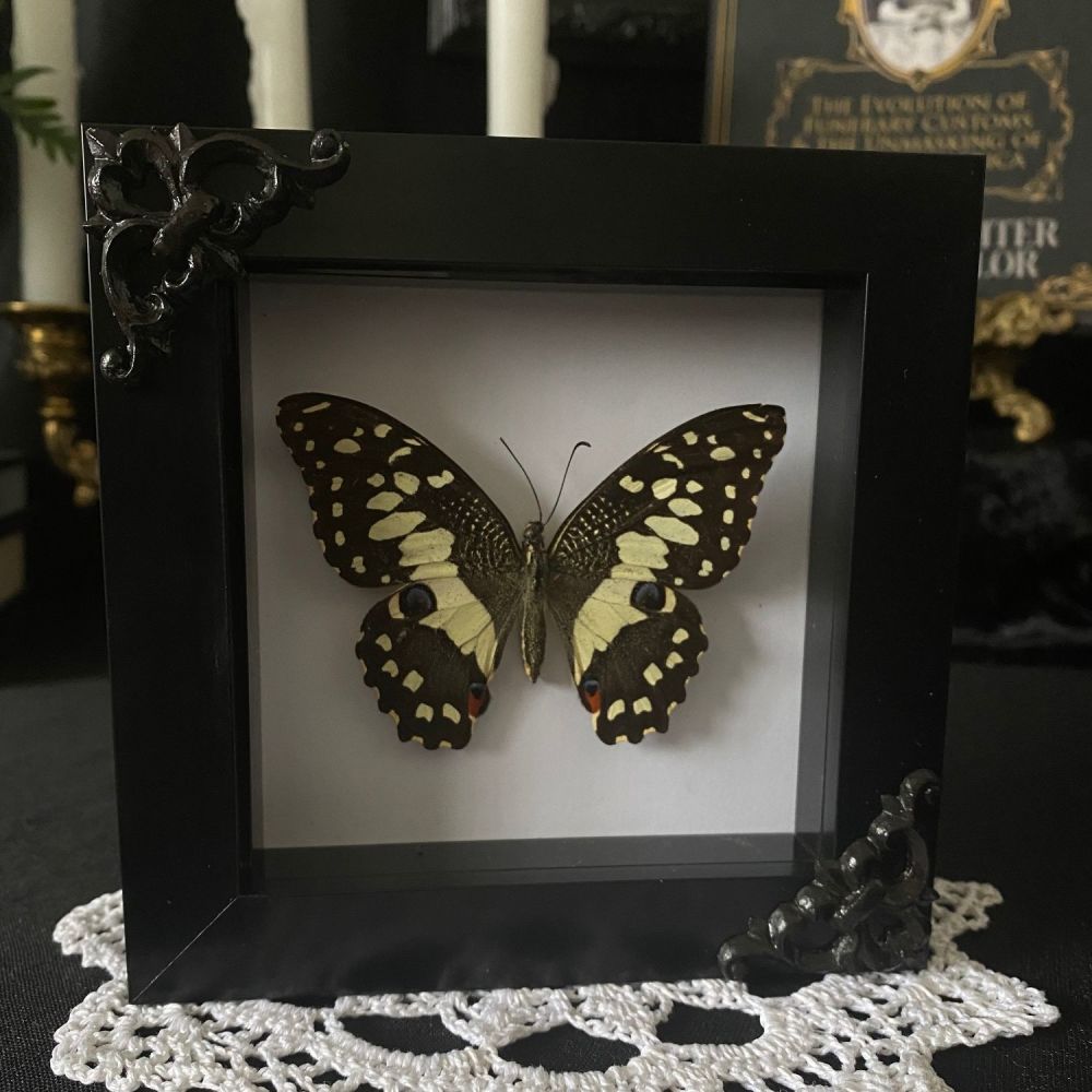 Papilio Demodocus - Lime Swallowtail Butterfly