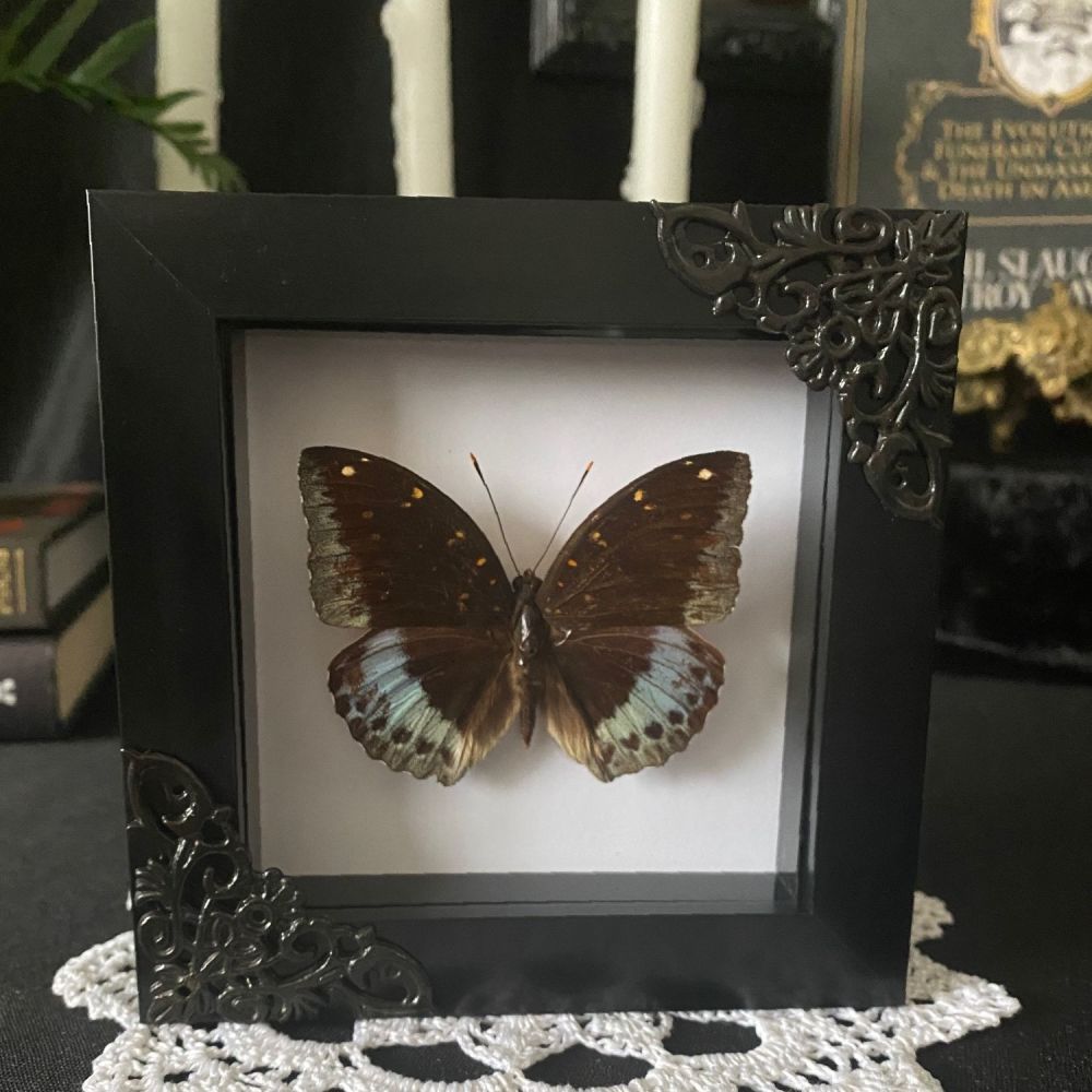Lexias Pardalis - Archduke Butterfly