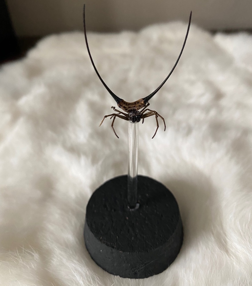 Long Horned Orb Weaver Spider In Glass Display