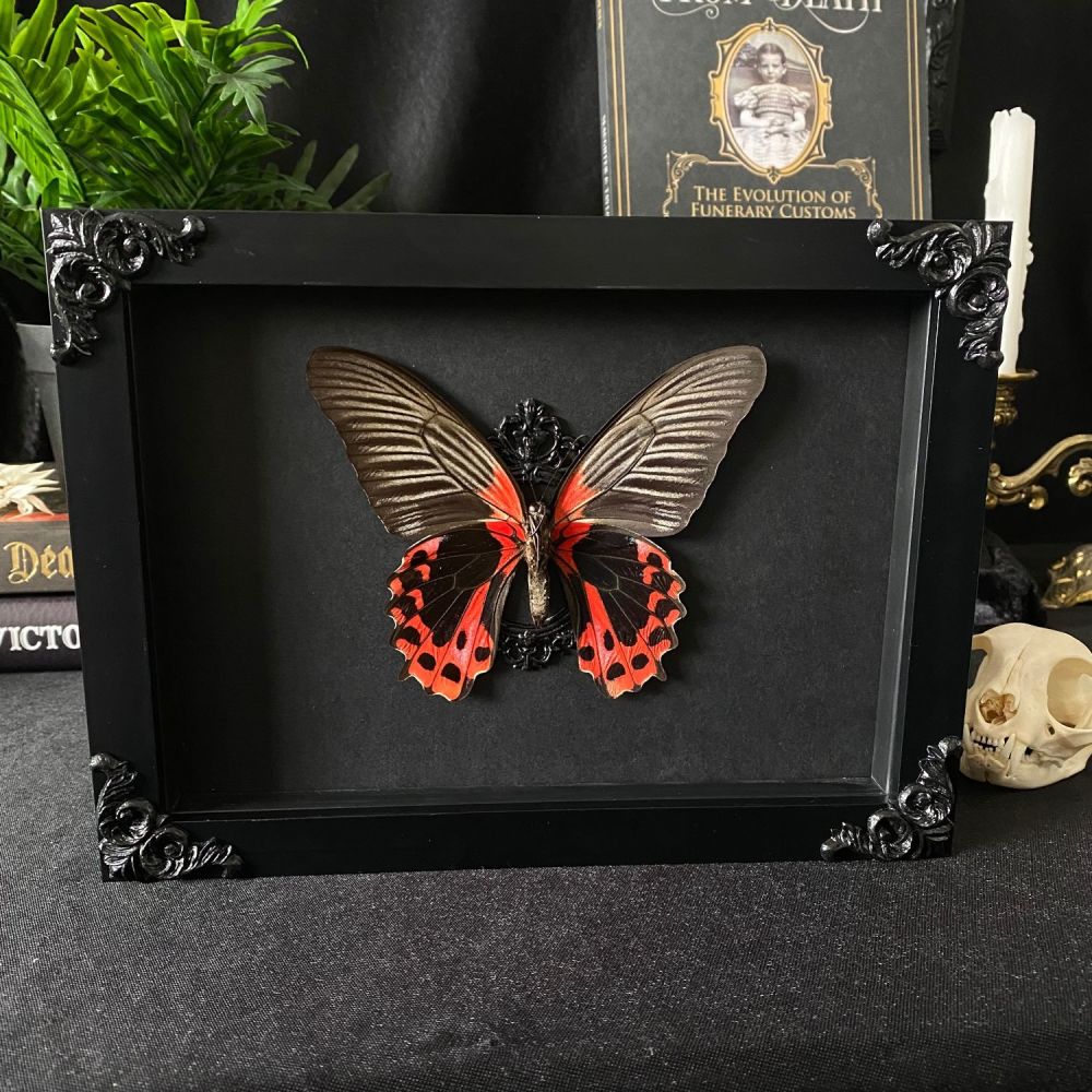 Papilio Rumanzovia - Scarlet Mormon Butterfly