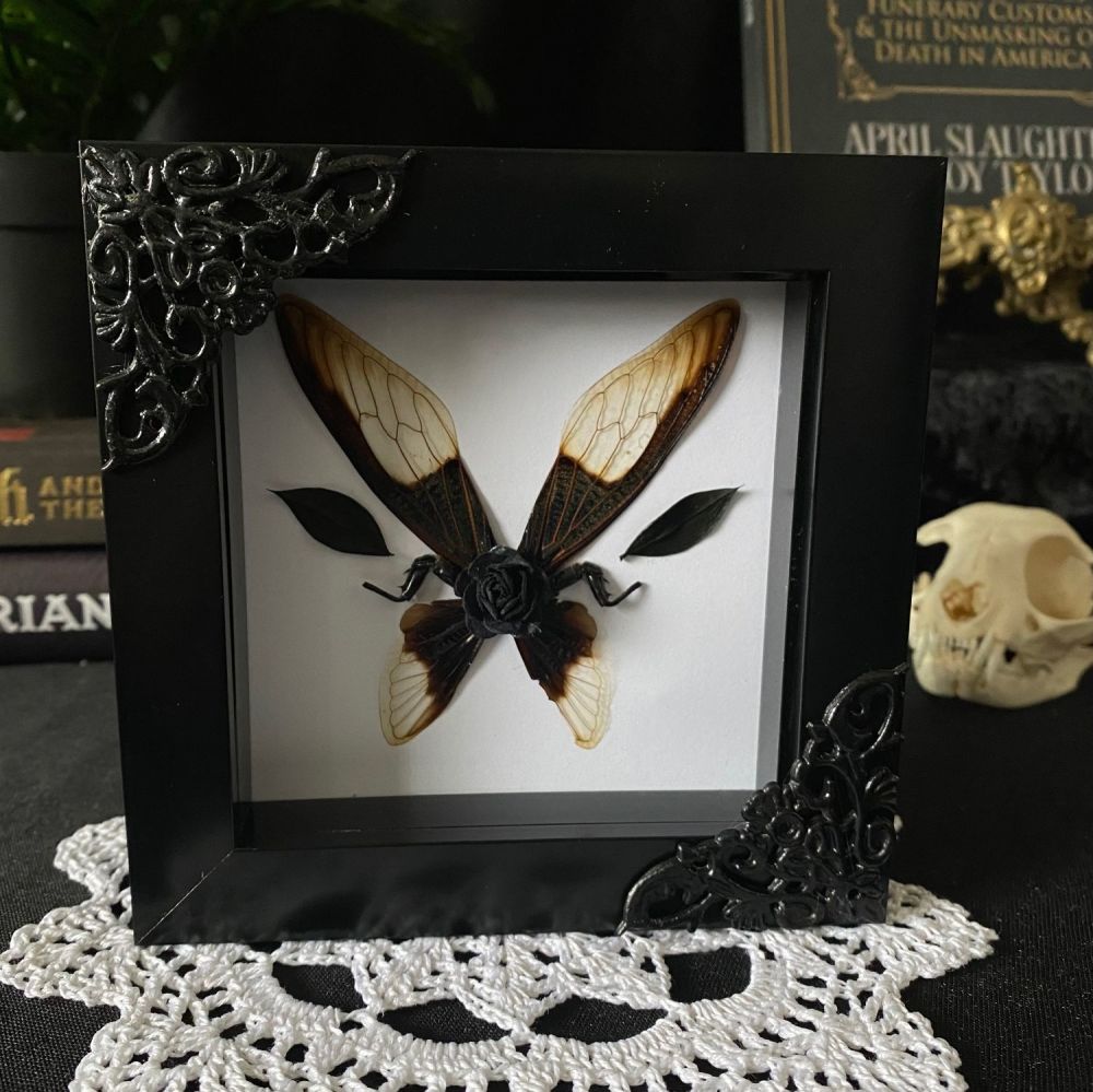 Batwing Cicada Wings In Frame