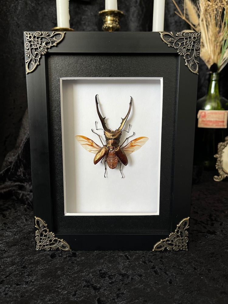 Cyclommatus Metallifer - Longjaw Beetle