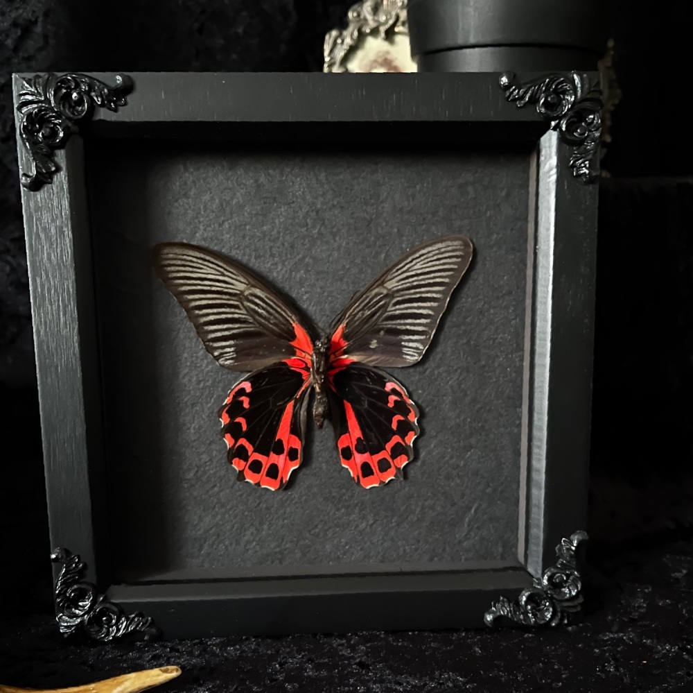 Papilio Rumanzovia -(F) Scarlet Mormon Butterfly