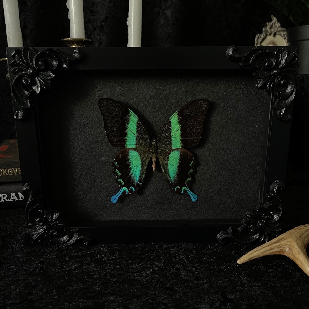 Papilio Blumei - Peacock Swallowtail Butterfly