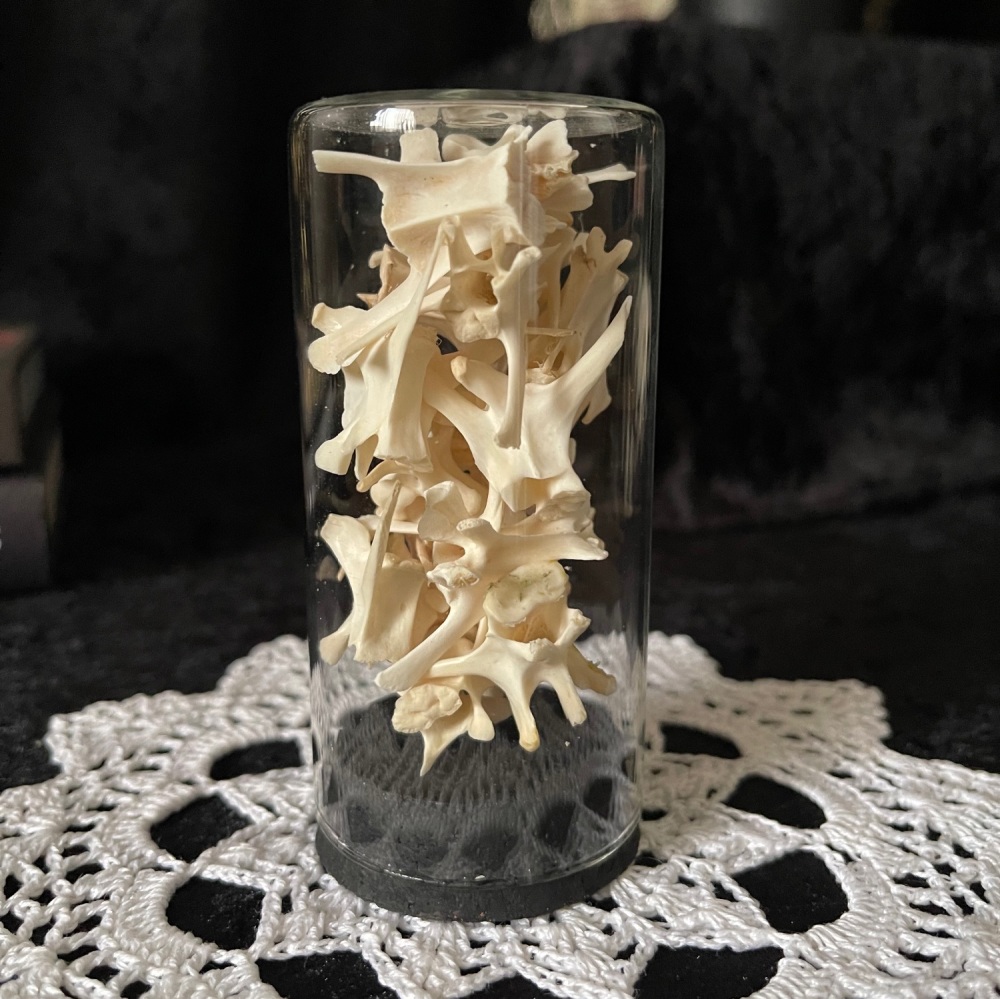 Hare Vertebrae In Glass Display