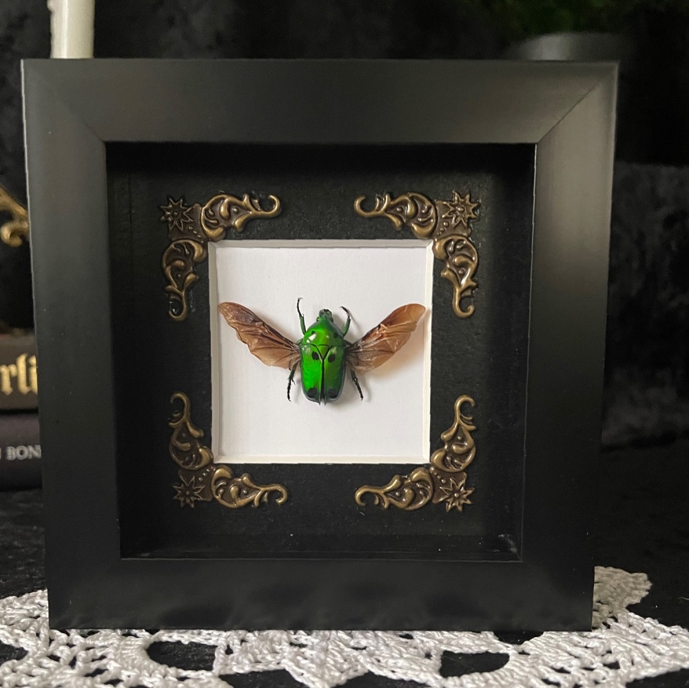 Heterorrhina Sexmulata - Green Scarab Beetle