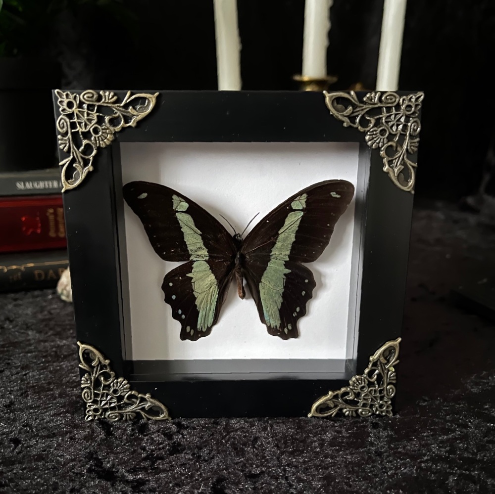 Papilio Sosia - Sosia Swallowtail Butterfly