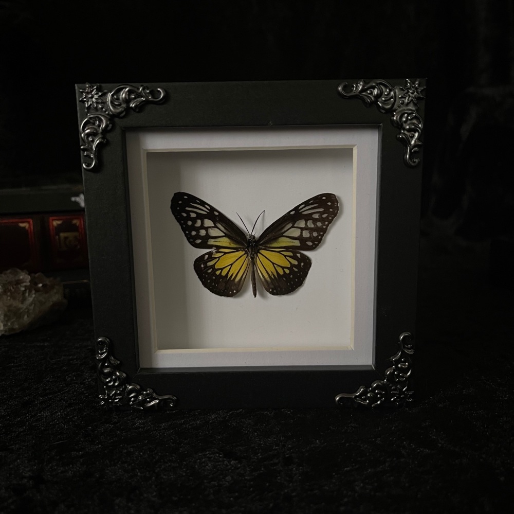 Parantica Aspasia - Yellow Glassy Tiger Butterfly
