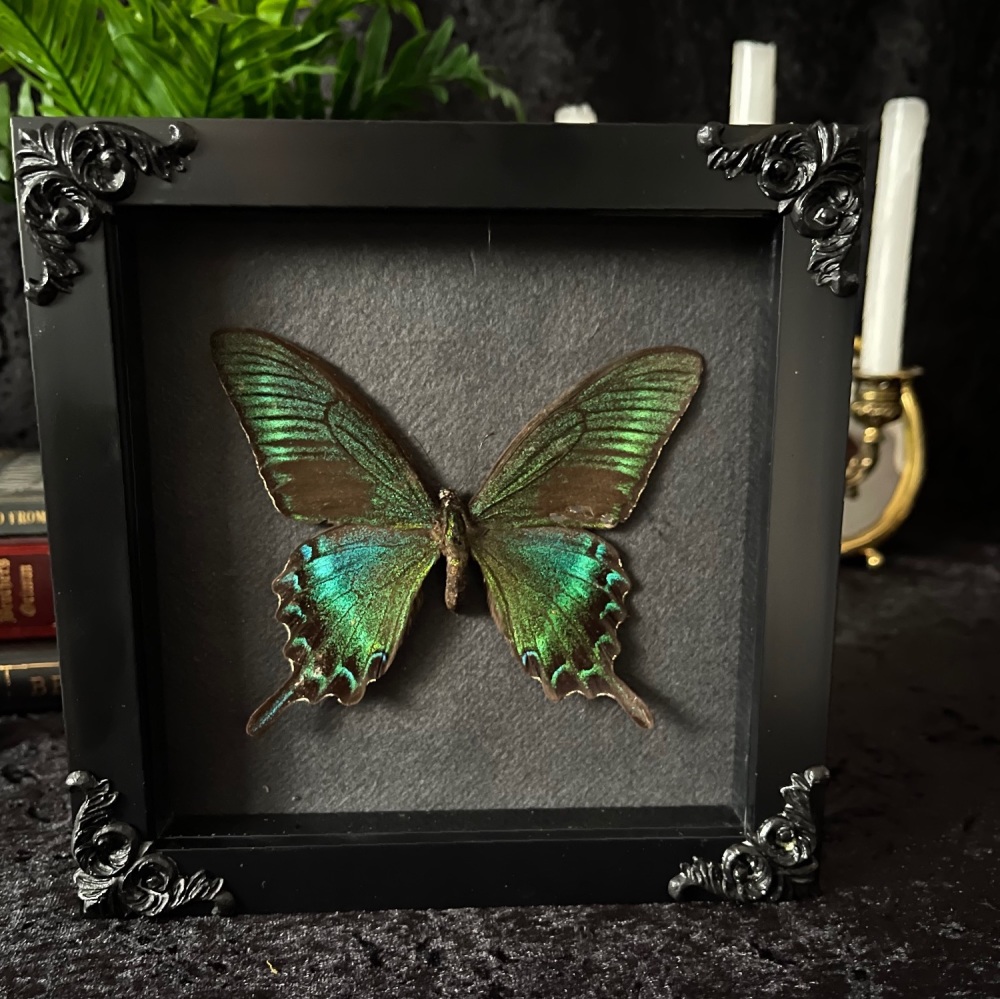 Papilio Maackii - Alpine Black Swallowtail Butterfly