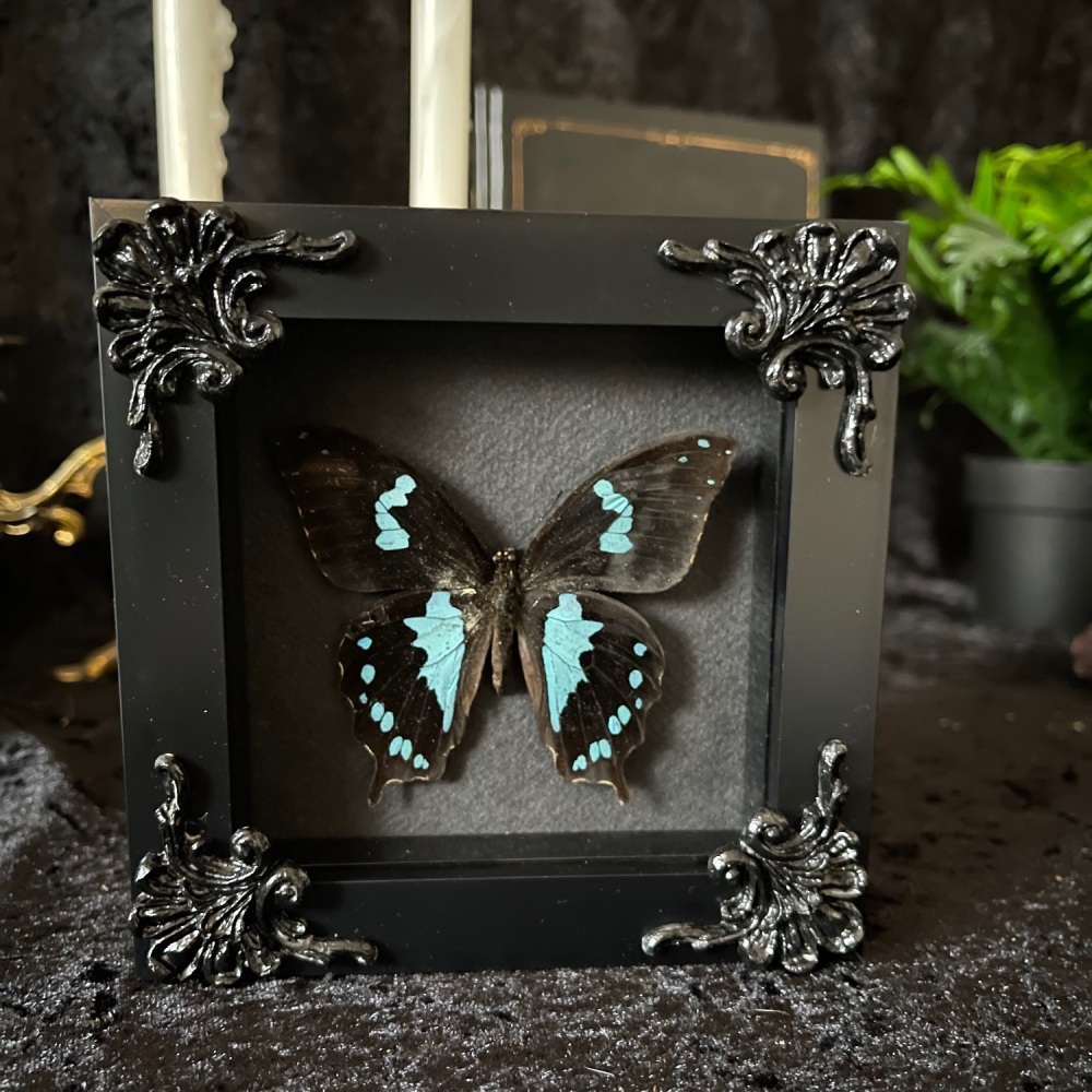 Papilio Epiphorbas - Teardrop Swallowtail Butterfly