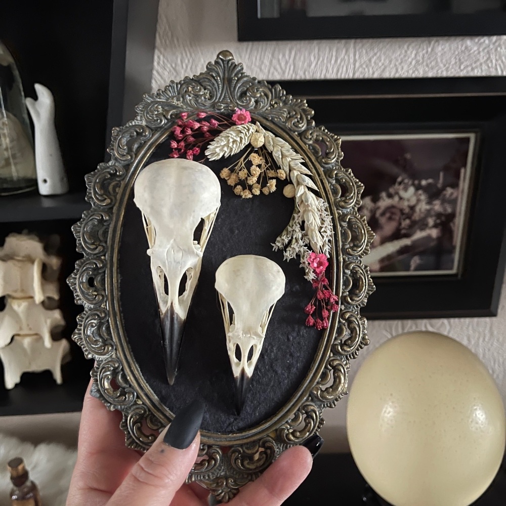 Crow- and Jackdaw Skull In Antique Brass Frame