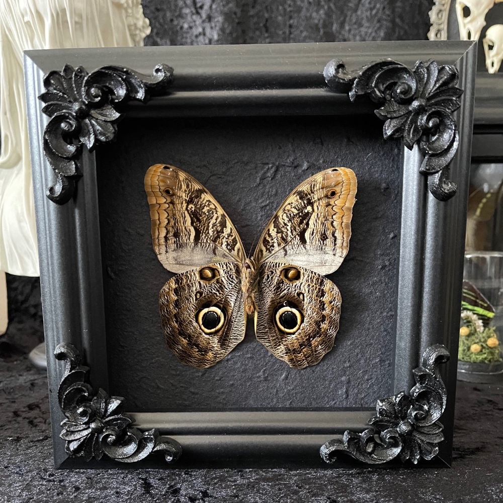 Caligo Oileus - Oileus Giant Owl Butterfly