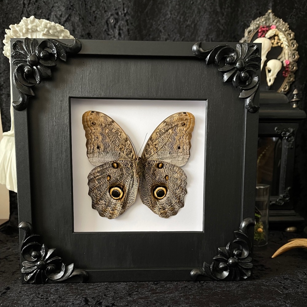 Caligo Eurilochus -  Giant Forest Owl Butterfly