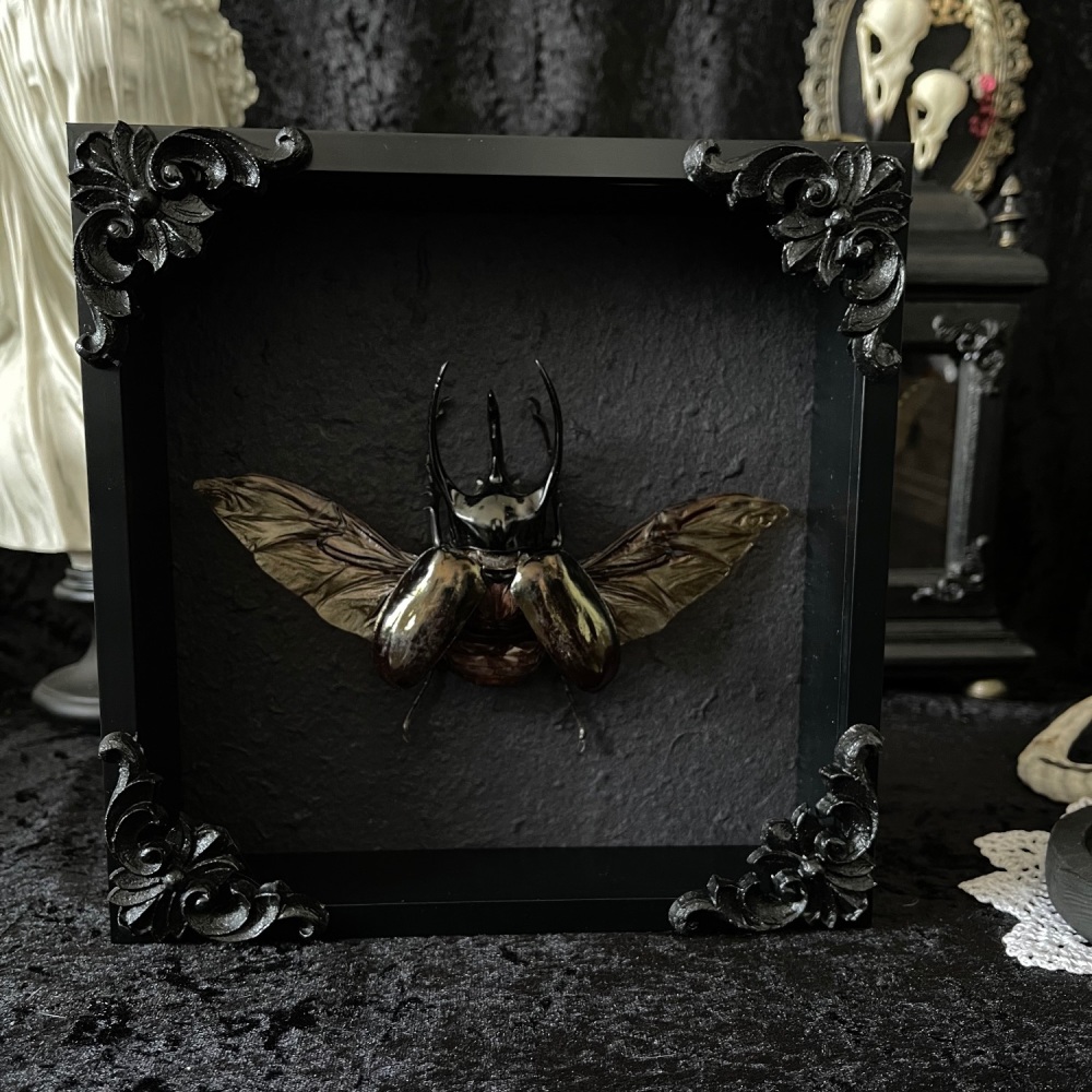 Chalcosoma Chiron Caucasus - Caucasus Beetle