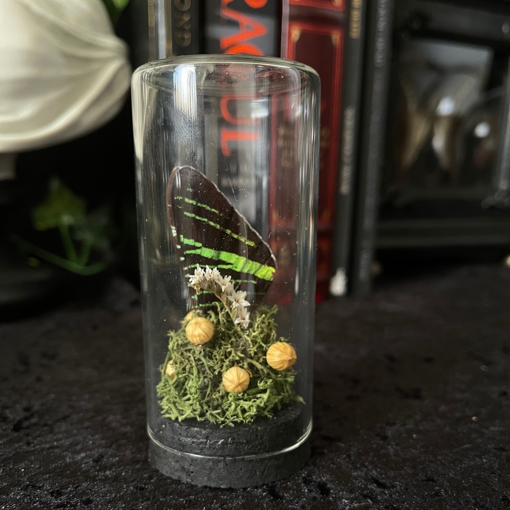 Madagascan Sunset Moth Wings In Glass Display