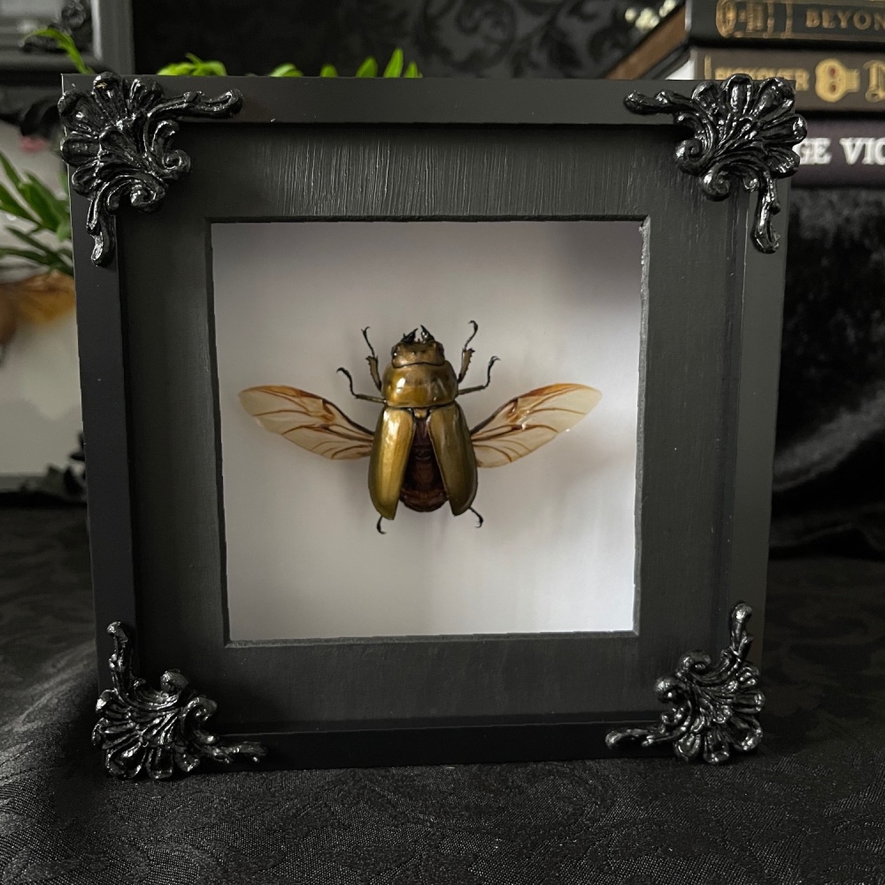 Allotopos Rosenbergi - Bronze Stag Beetle