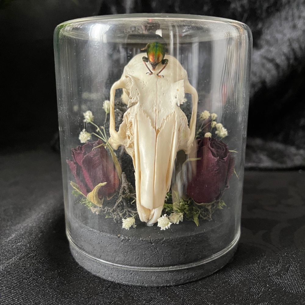 Rabbit Skull In Glass Display