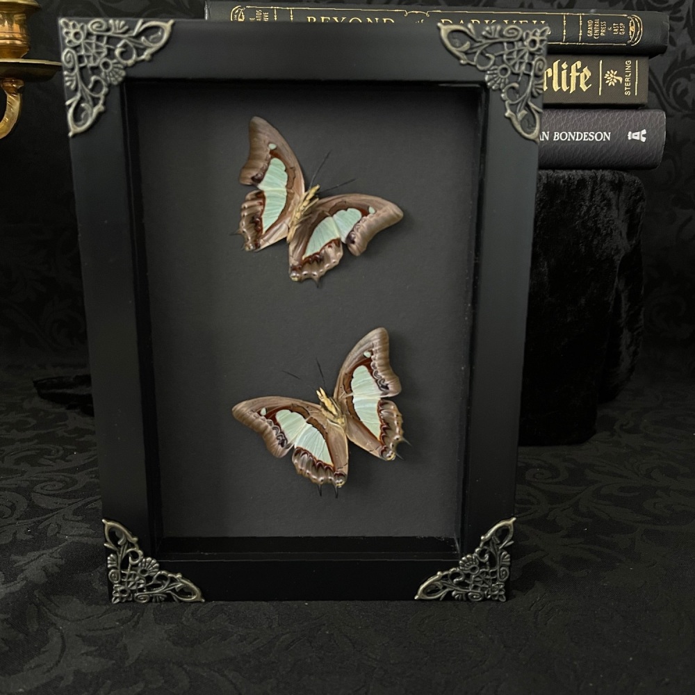 Polyurethane Athamas - Common Nawab Butterflies