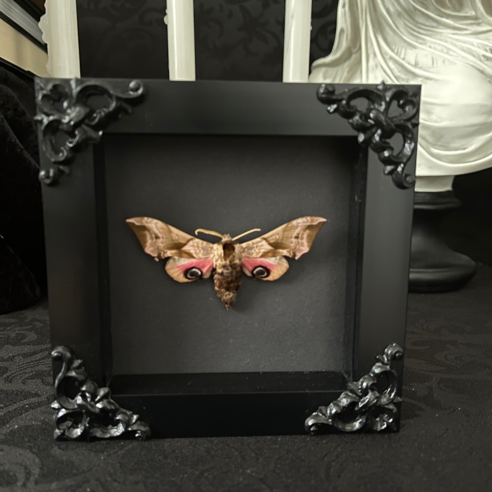 Smerithus Ocellatus - Eyed Hawk Moth