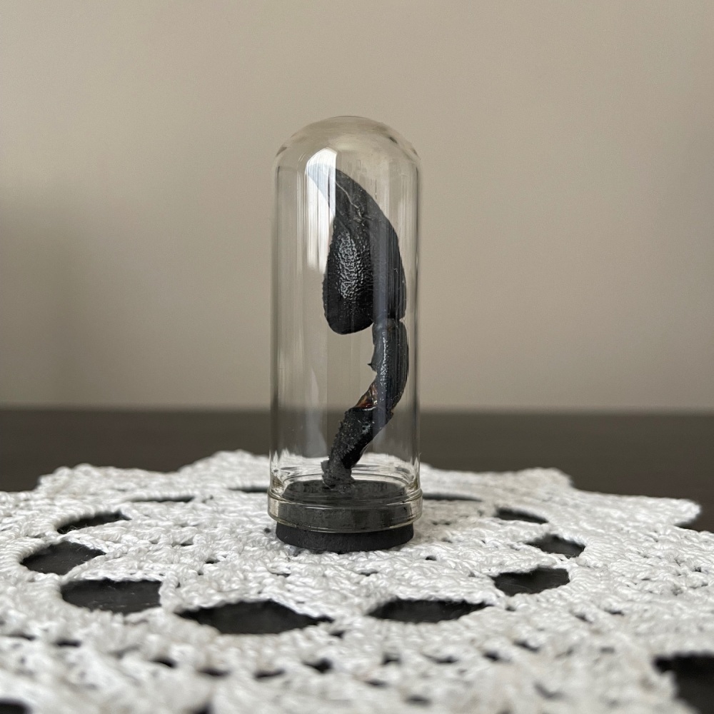 Scorpion Claw In Small Dome