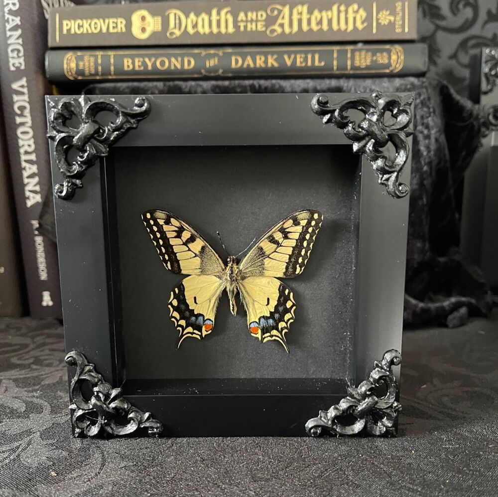Papilio Machaon - Old World Swallowtail Butterfly