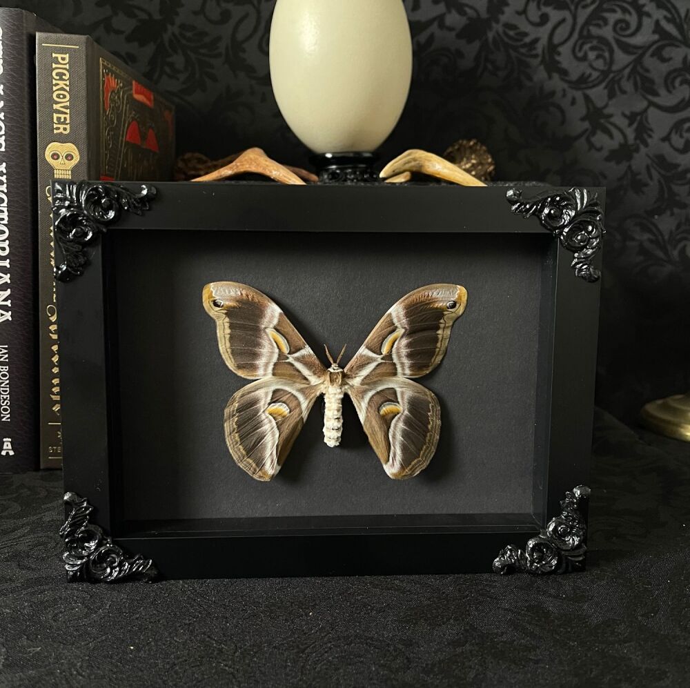 Samia Rici - Ailanthus Silk Moth