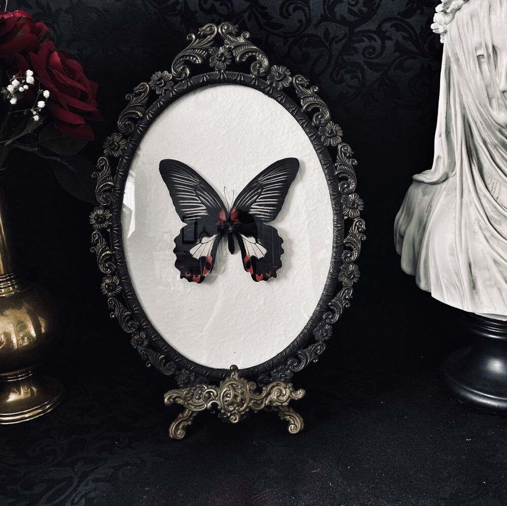 Papilio Rumanzovia - Scarlet Mormon Butterfly