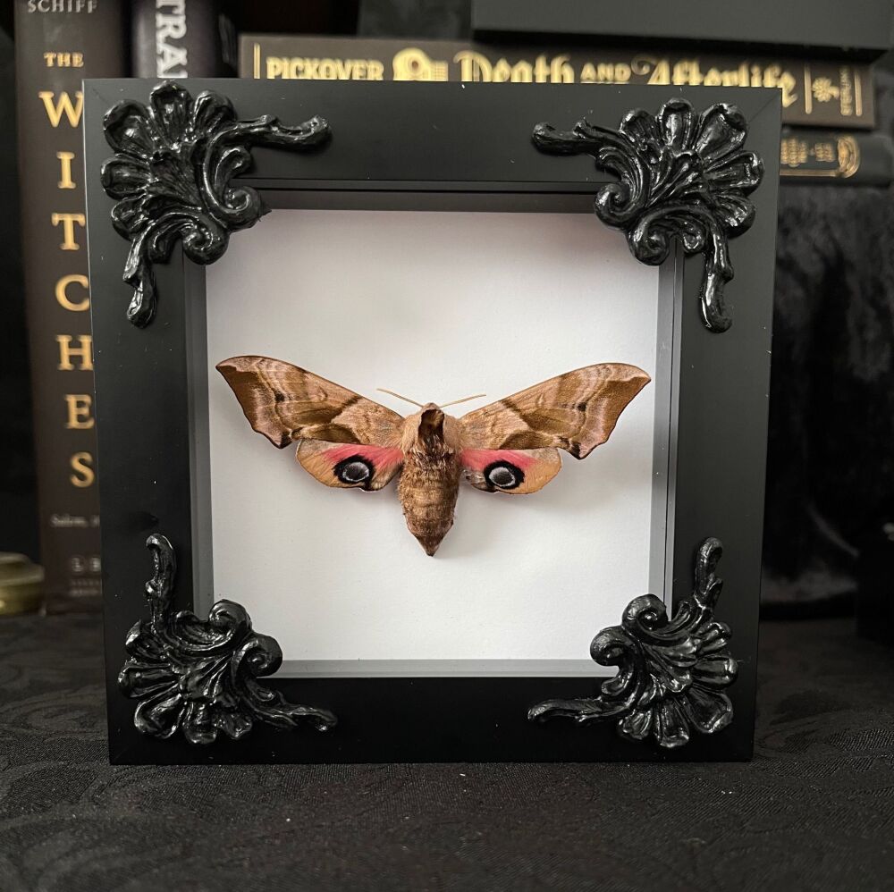 Smerinthus Ocellatus - Eyed Hawk Moth