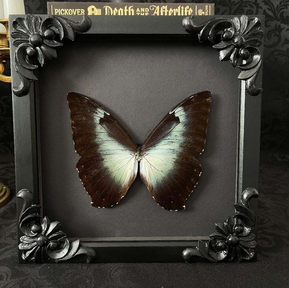 Morpho Cisseis - Cisseis Morpho Butterfly