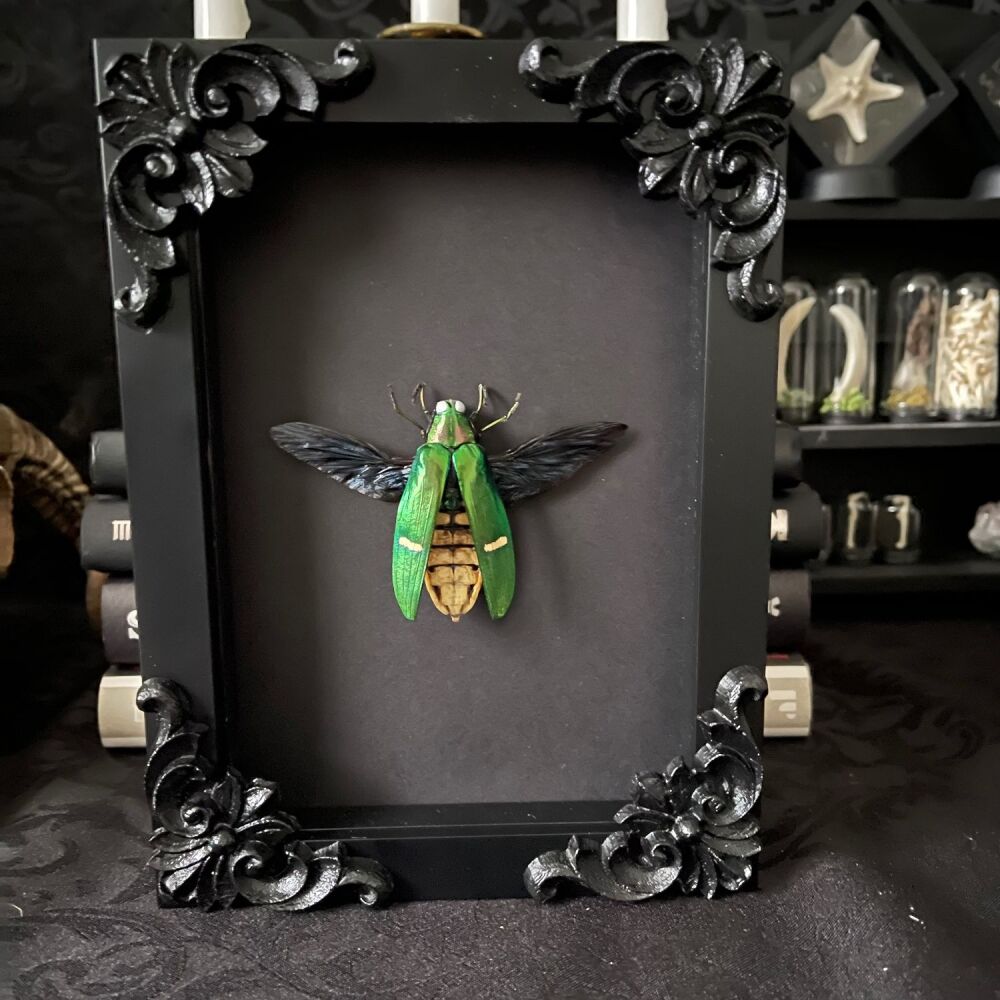 Megaloxantha Daleni- Metallic Green Jewel Beetle