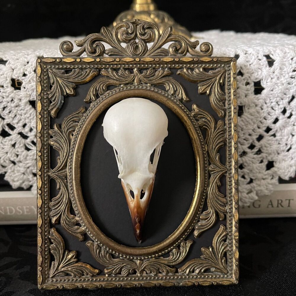 Magpie Skull In Gothic Style Frame