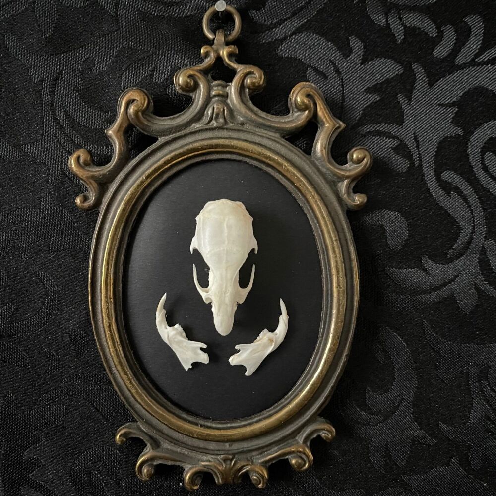 Rat Skull In Gothic Style Frame
