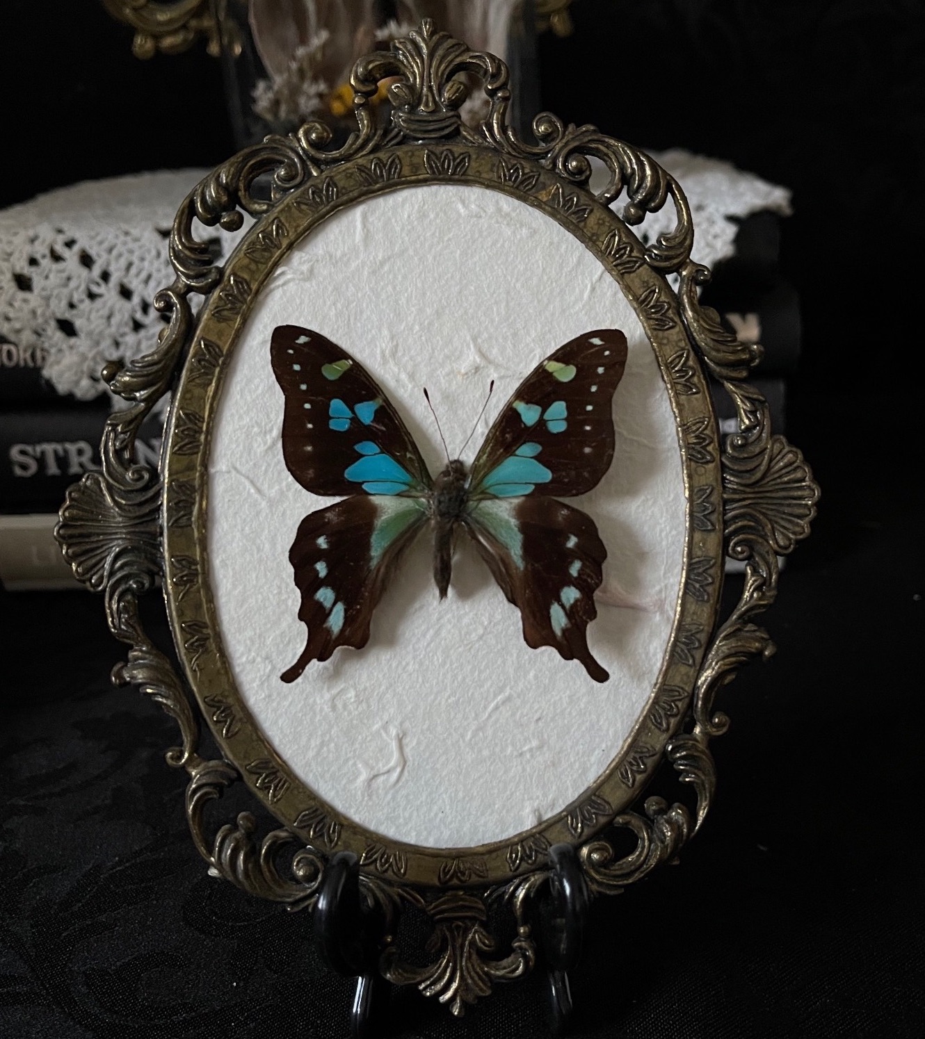 Graphium Stresemanni - Tropical Blue Swallowtail Butterfly