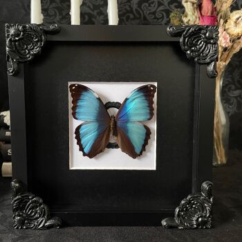 Morpho Deidamia - Blue Morpho Butterfly