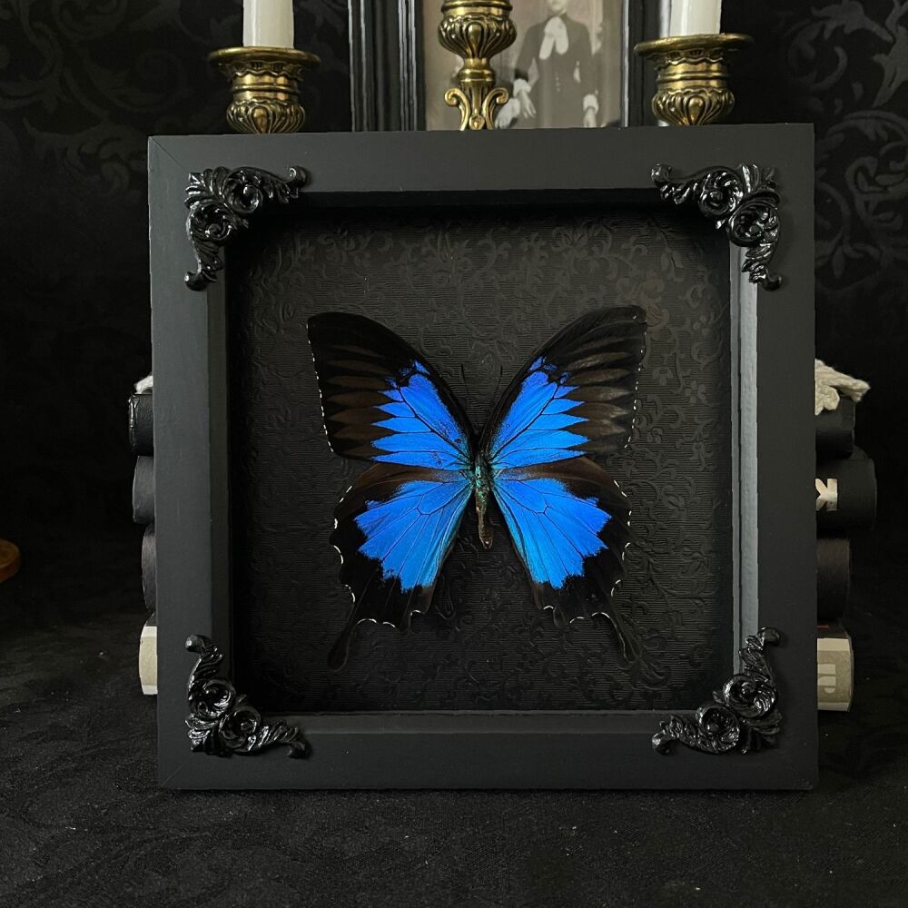 Papilio Ulysses - Blue Mountain Swallowtail Butterfly
